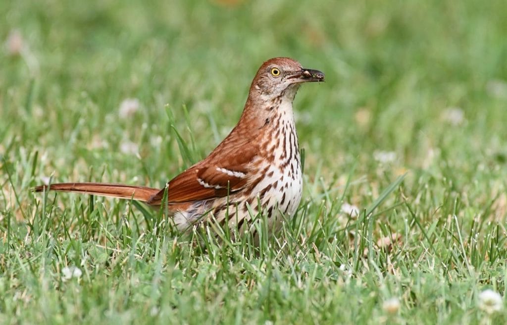 a brown thrasher standing on a grass fiels