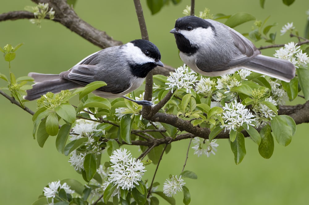 Pair of Carolina Chickadees in Chinese Fringe Tree