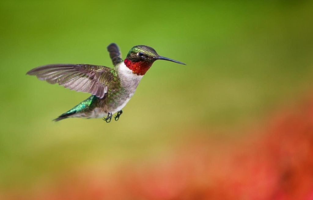 focused image of a Ruby-Throated Hummingbird in flight