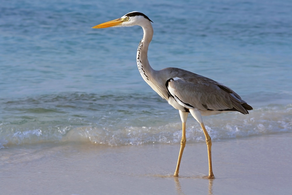 one of the birds with long necks, the gray heron looking for prey along the beach