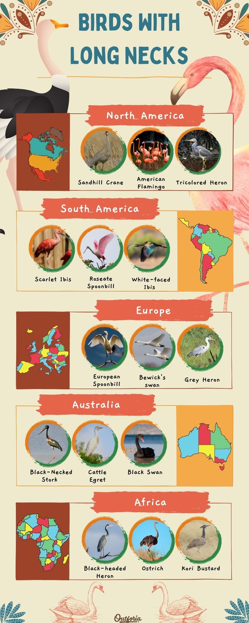 birds with long necks chart with pictures and names