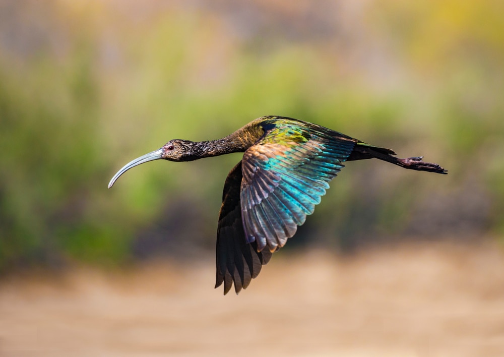 one of the birds with long necks, the white-faced ibis flying over a pond in the morning 