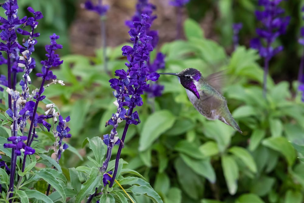 Costa's Hummingbird feeding on purple flowers in Arizona's Sonoran desert.
