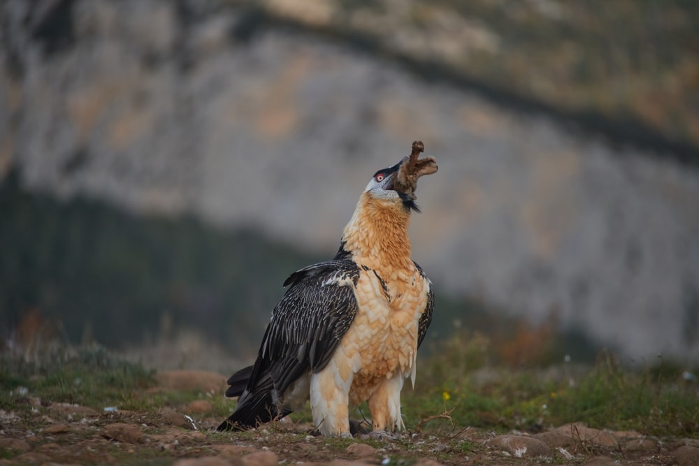 bearded vulture in its natural environment in Catalonia eating some bones.