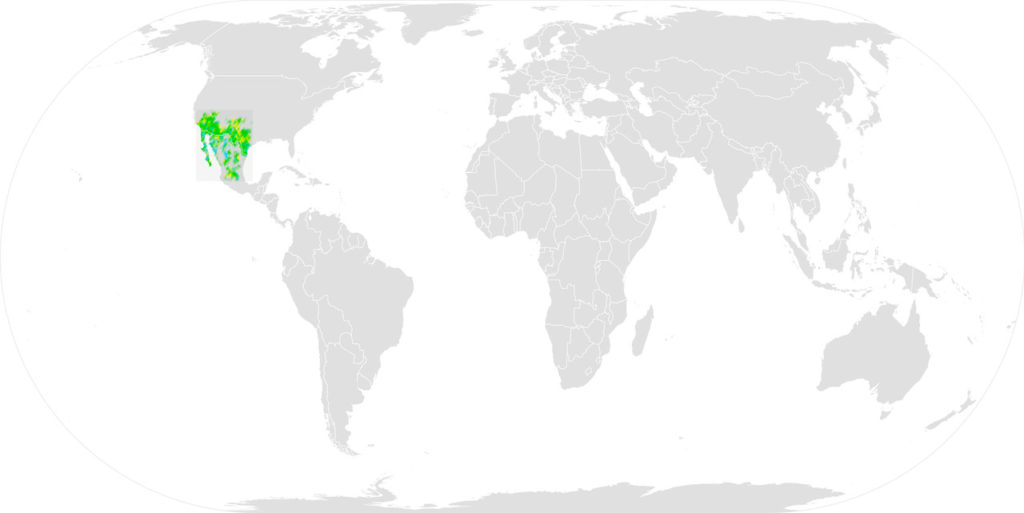 distribution map of the cactus wren