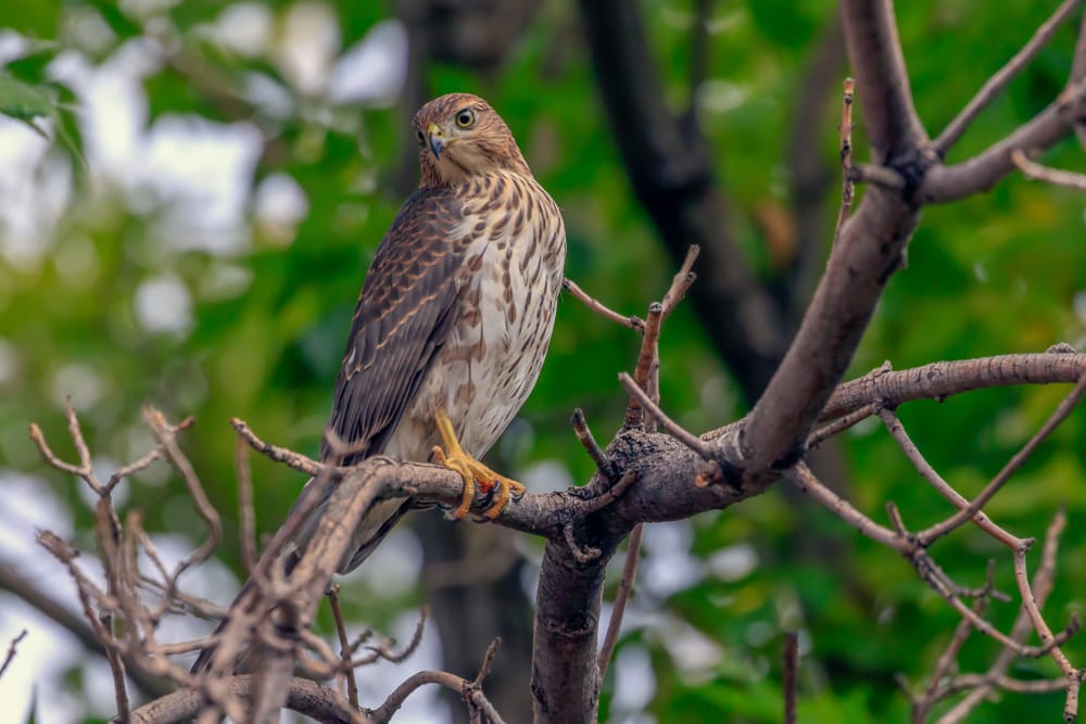 Young Cooper's Hawk, perched in a tree.