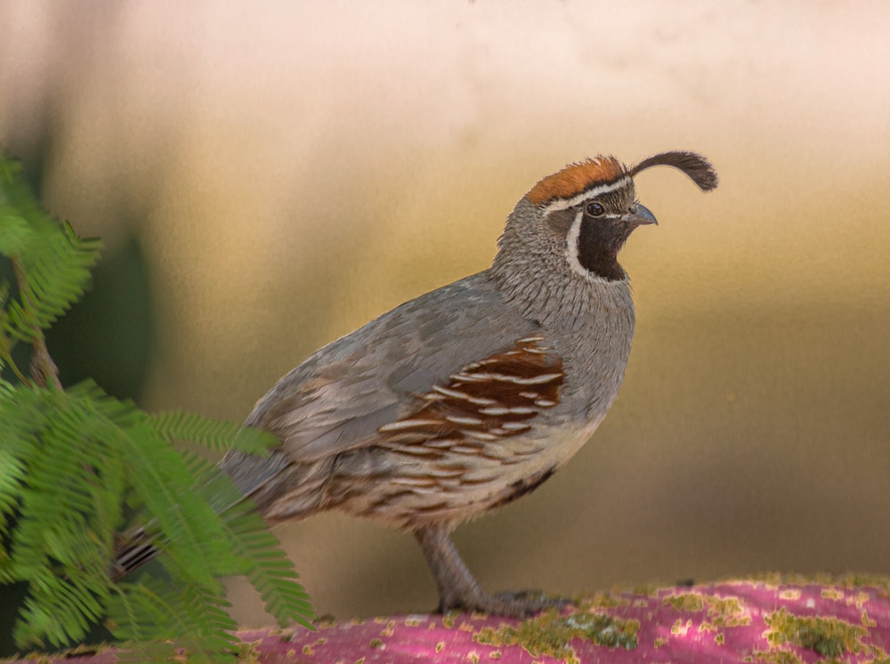 Gambel's Quail Portrait in Arizona Desert