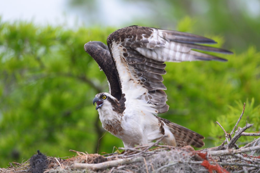 a desert bird, the osprey, in its nest