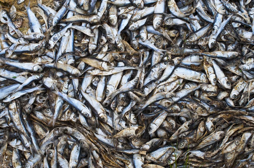 an annual alewives die-off in Michigan caused by warming waters and biological stress