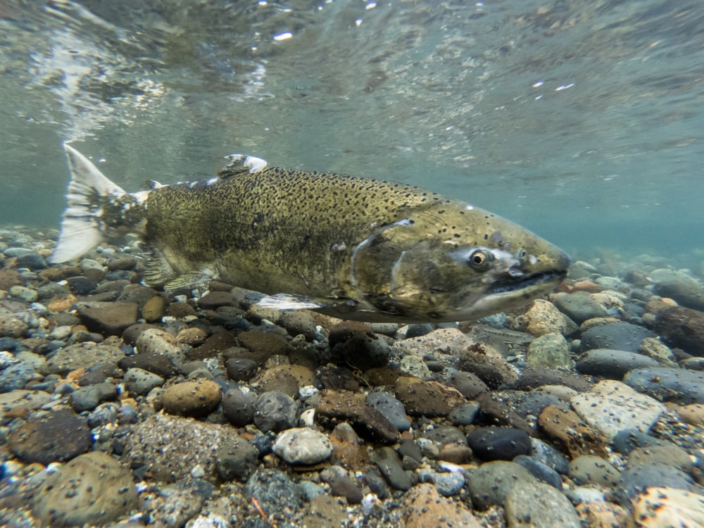 image of a chinook salmon, one of the fishes in Lake in Michigan, swimming in the bottom of the lake