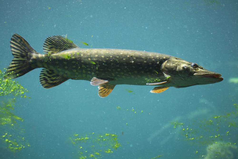 underwater image of a large northern pike