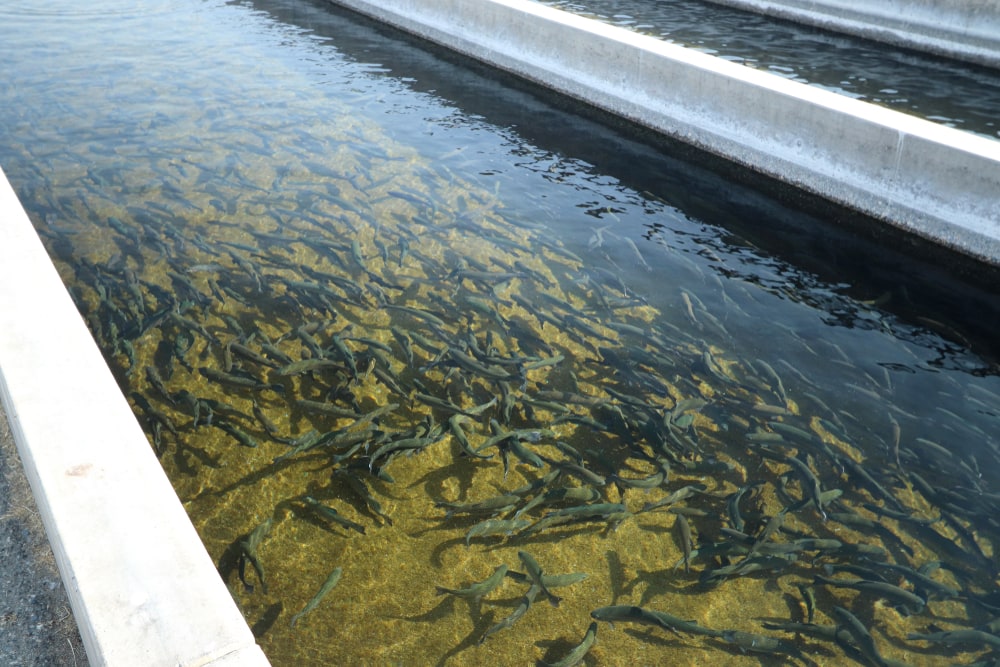 image of rainbow trout in a hatchery raceway