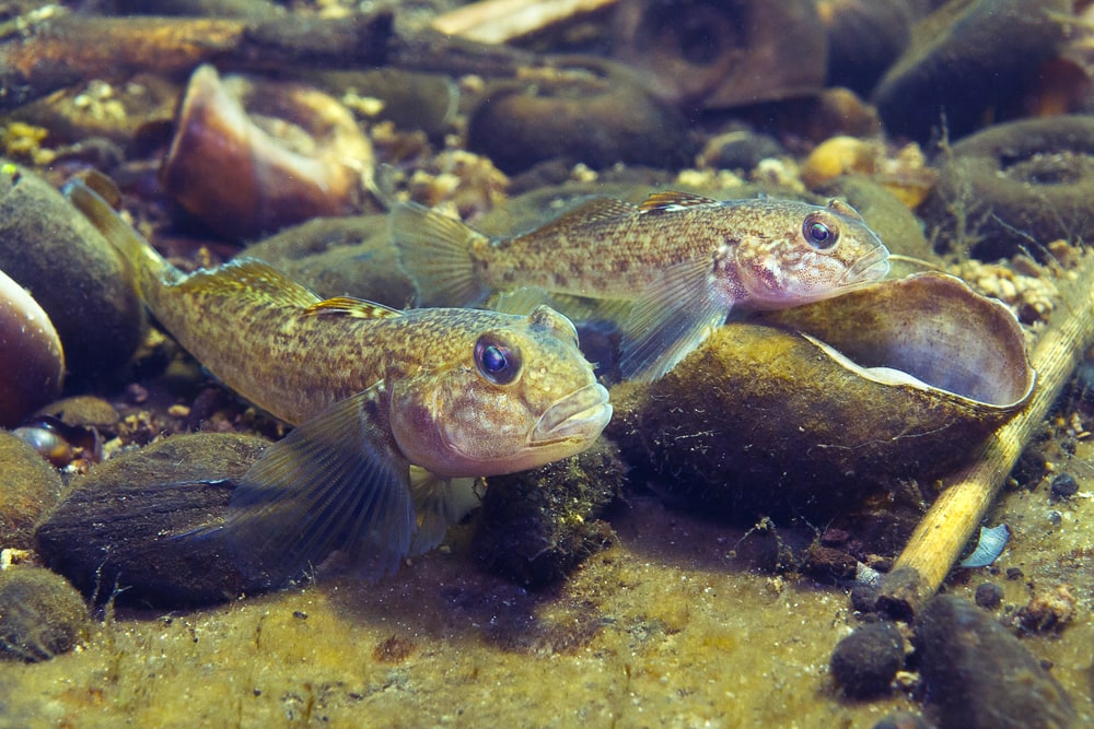 an invasive fish in lake Michigan, the round goby underwater shot at the bottom of the river