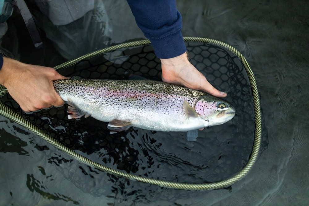 image of a fisherman holding a steelhead in a net, ready to be released back to the lake