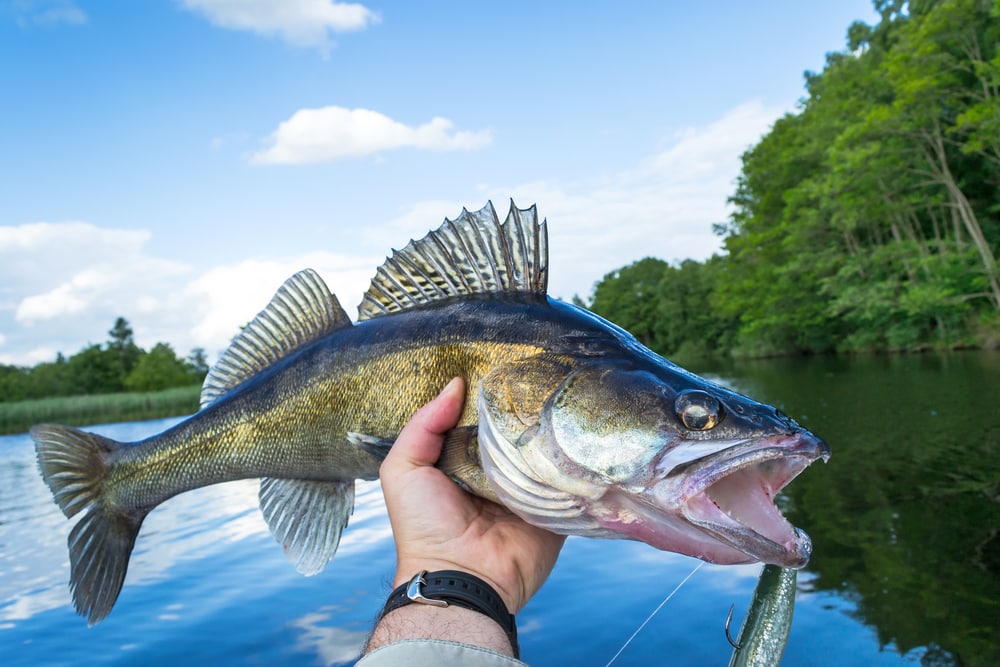 one of the fish in Lake Michigan, a walleye in a fisherman's hand during a sunny day
