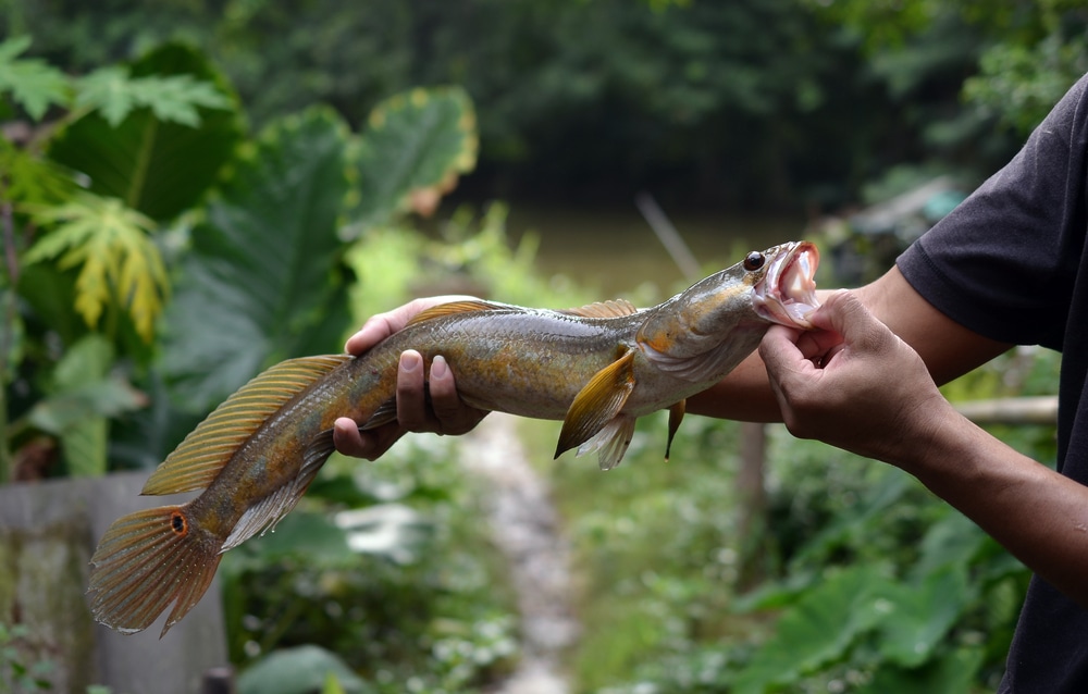 a man holding a bullseye snakehead or also known as great snakehead 