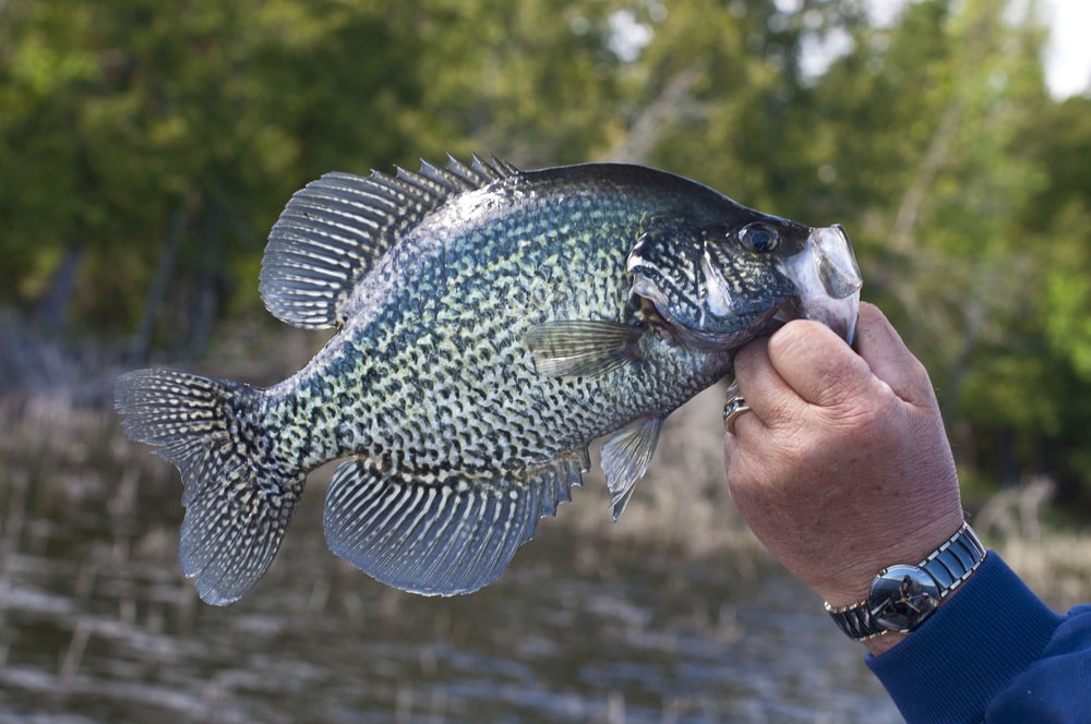 image of a caught black crappie held in hand