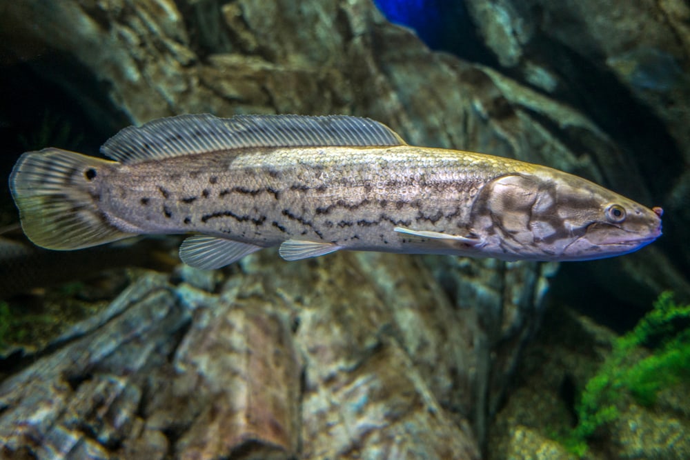 one of the Florida freshwater fish, the bowfin is a large and prehistoric freshwater fish