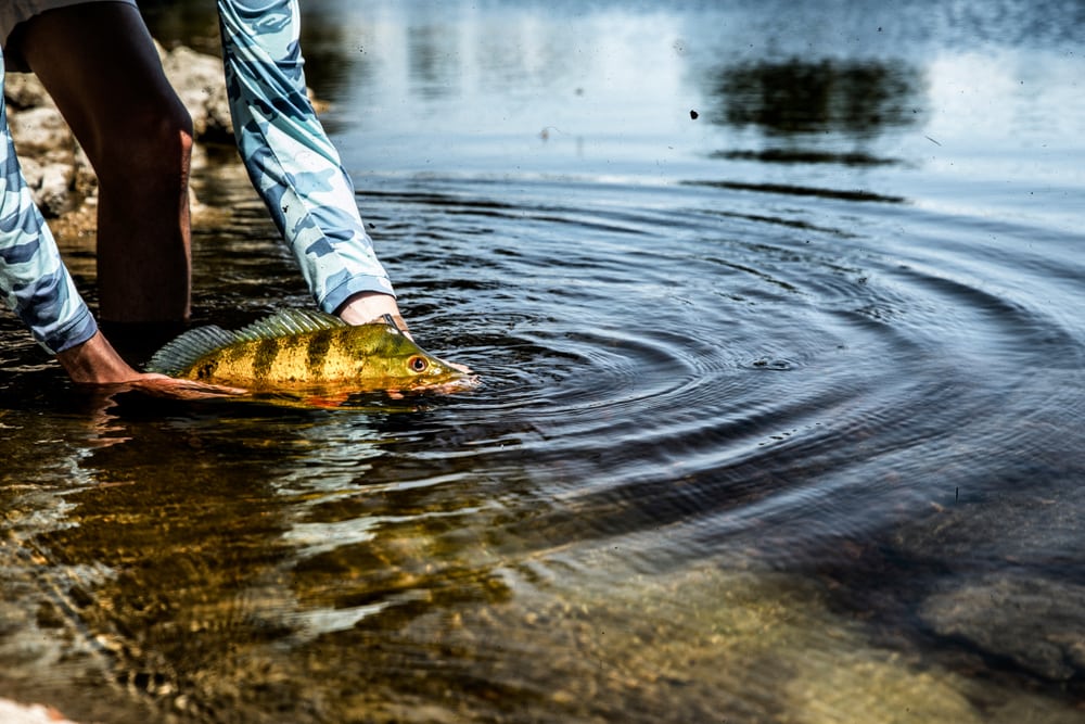a man holding a butterfly peacock to be released back in the lake