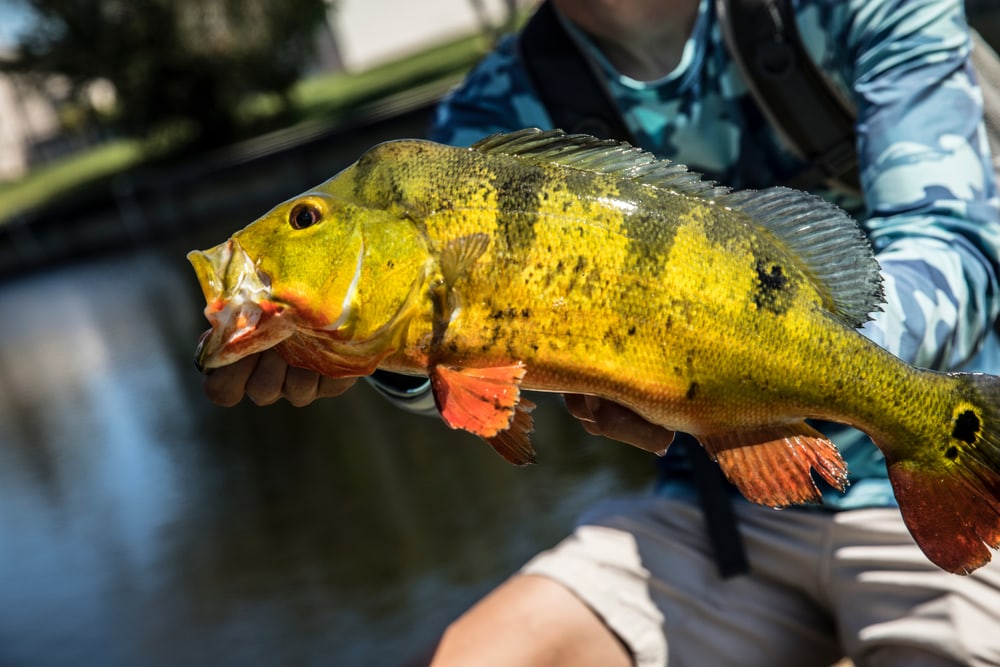 a fisherman holding a butterfly peacock or peacock bass in a lake in FLorida