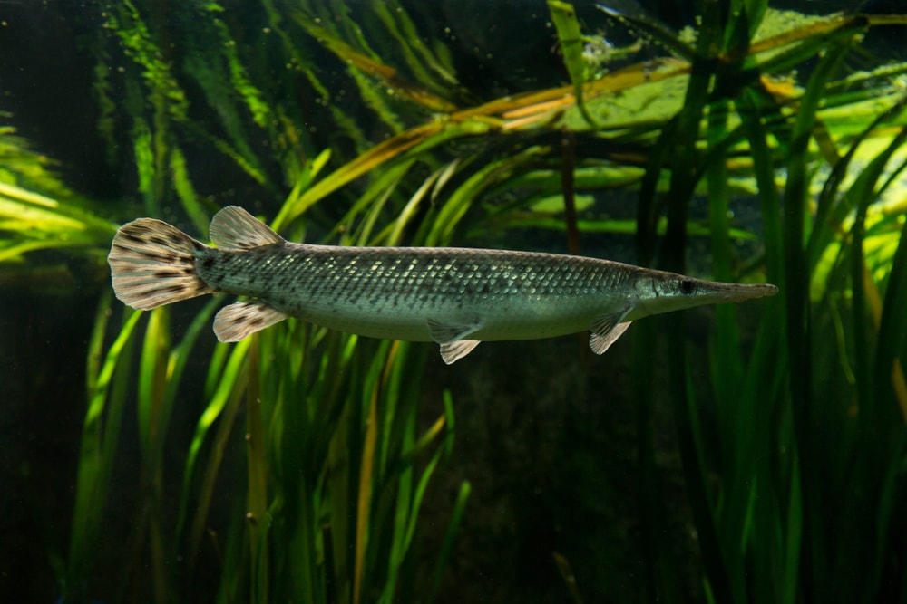 image of a Florida gar swimming underwater