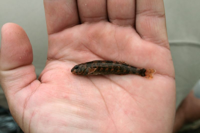 image of a harlequin darter held in hand