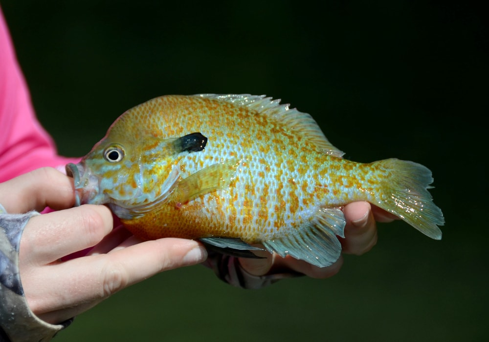 a caught redbreast sunfish held in hand by the lake