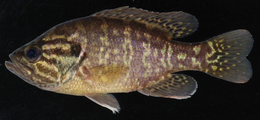 a warmouth isolated on a black background caught in Patapasco rover