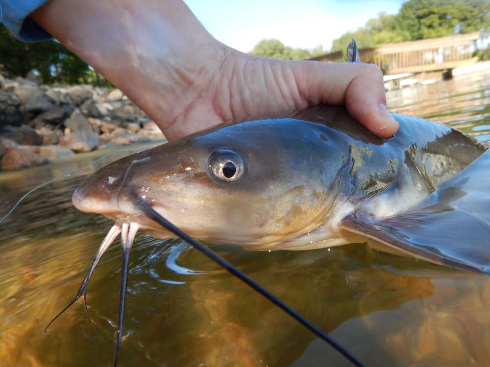 image of a channel catfish held by a fisherman in the lake