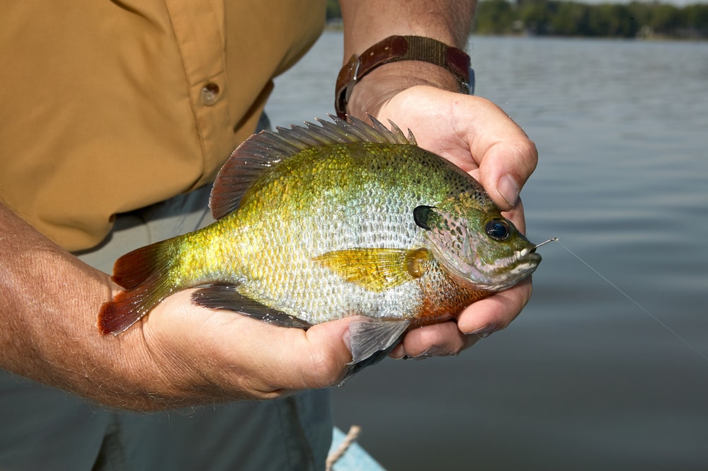 Fisherman holding the bluegill fish he caught