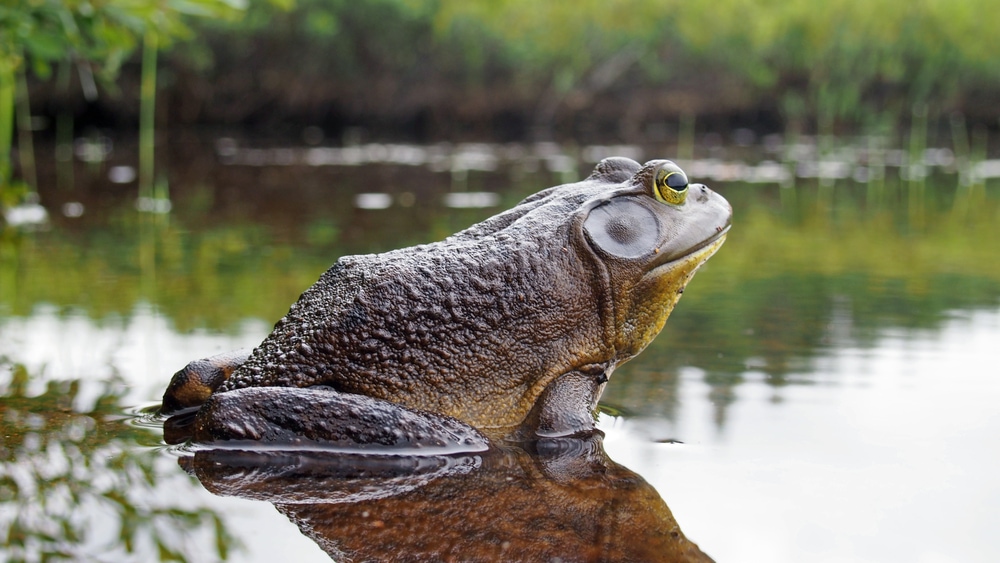 North American bullfrog watching by the lake