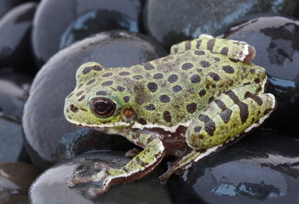 image of one of the Florida frogs and one of the largest frogs in the US, the barking treefrog standing on black rocks