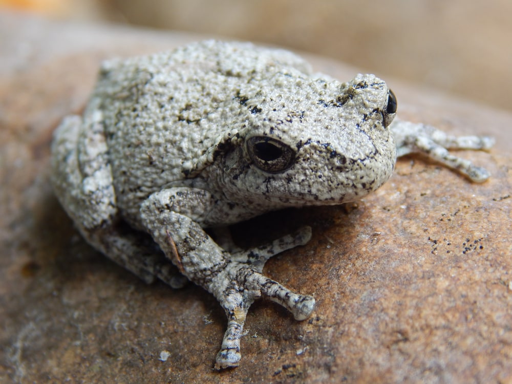close up portrait of a Cope's gray tree frog on a stone