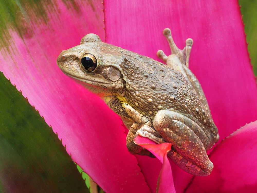 Closeup of a Cuban Treefrog on a Pink Tropical Bromeliad