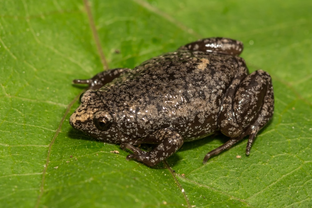 image of an eastern narrow-mouth toad on a leaf