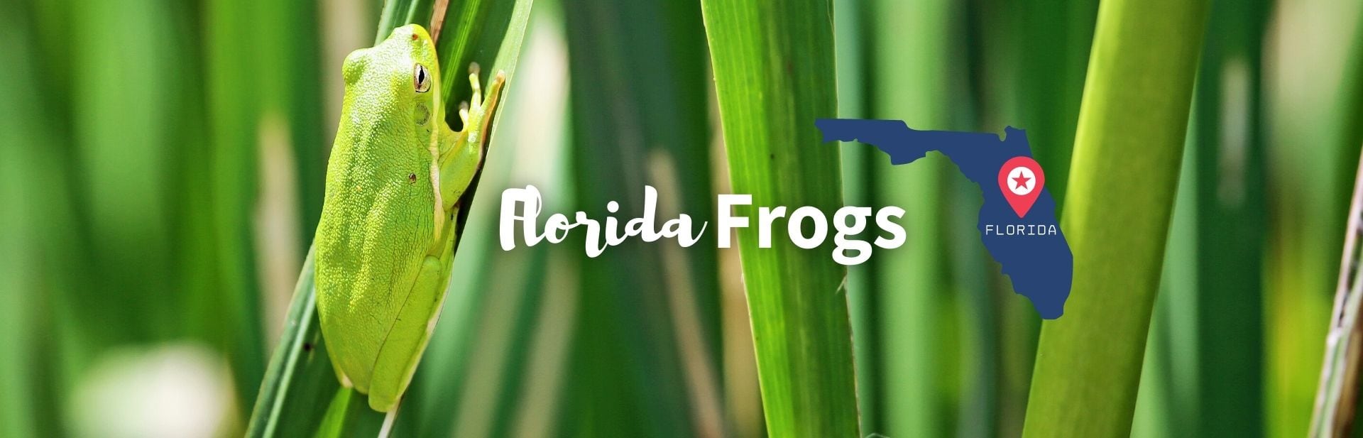 Florida frogs featured image