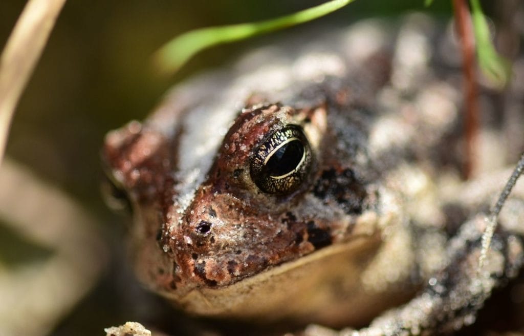 macro shot of a gopher's frog head under the leaves