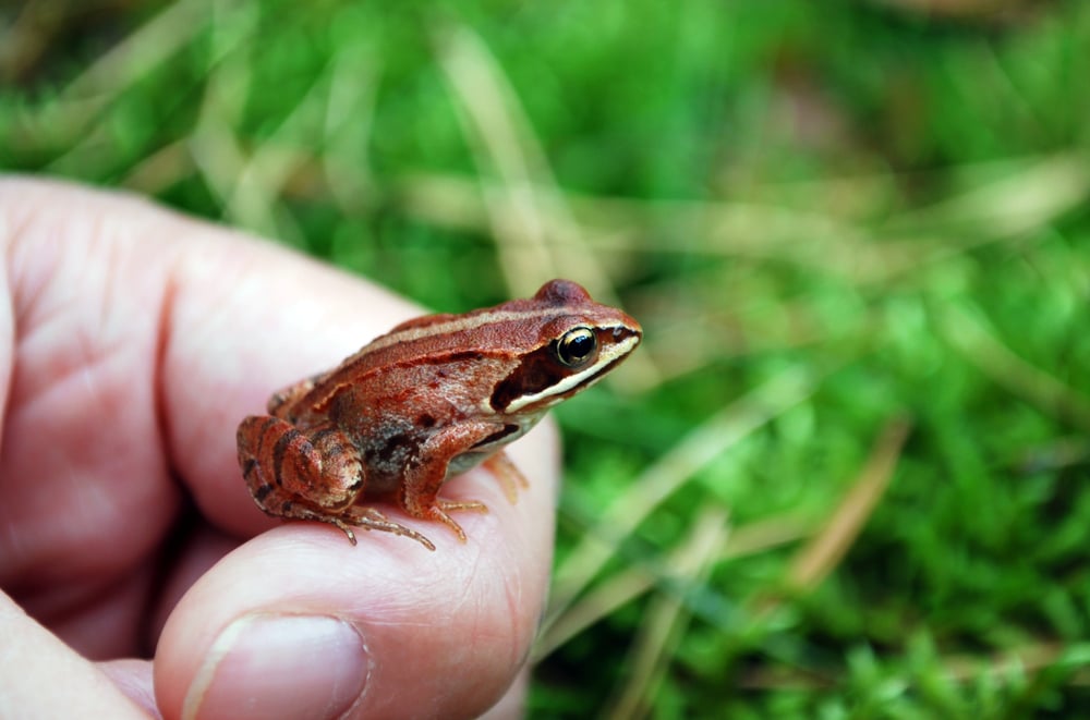 macro shot of a little grass frog sitting on a hand with grass at the background