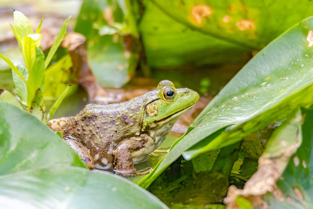 image of pig fros resting on leaves in a swamp