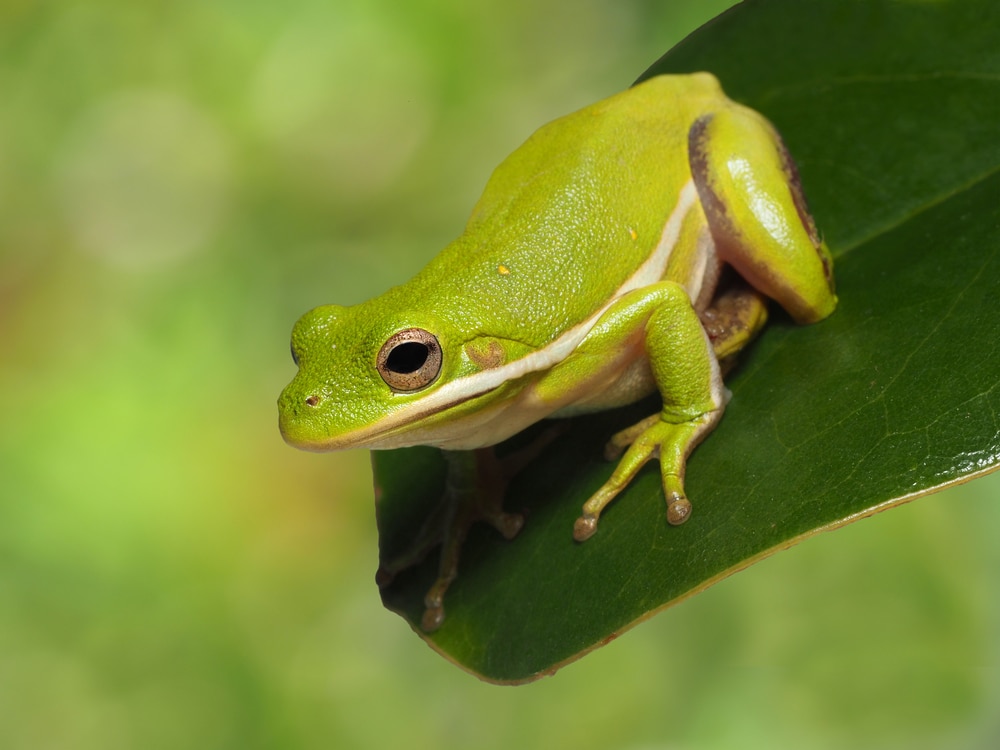Squirrel Tree Frog Perched on a Magnolia Leaf