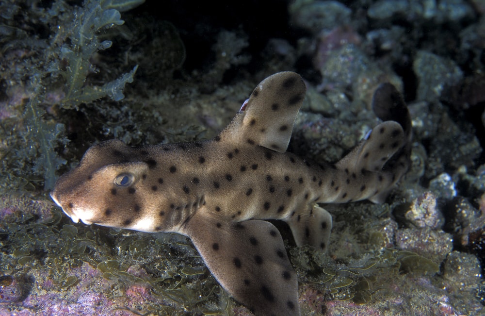 image of a horn shark in sea rocks underwater