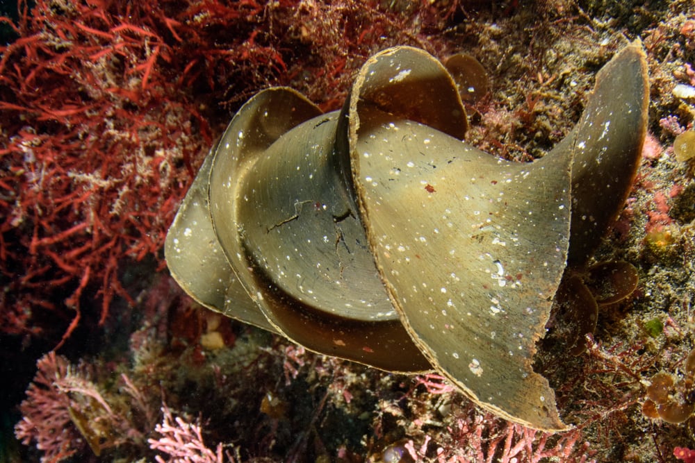 image of a Japanese horn shark egg resting on reefs in Chiba, Japan