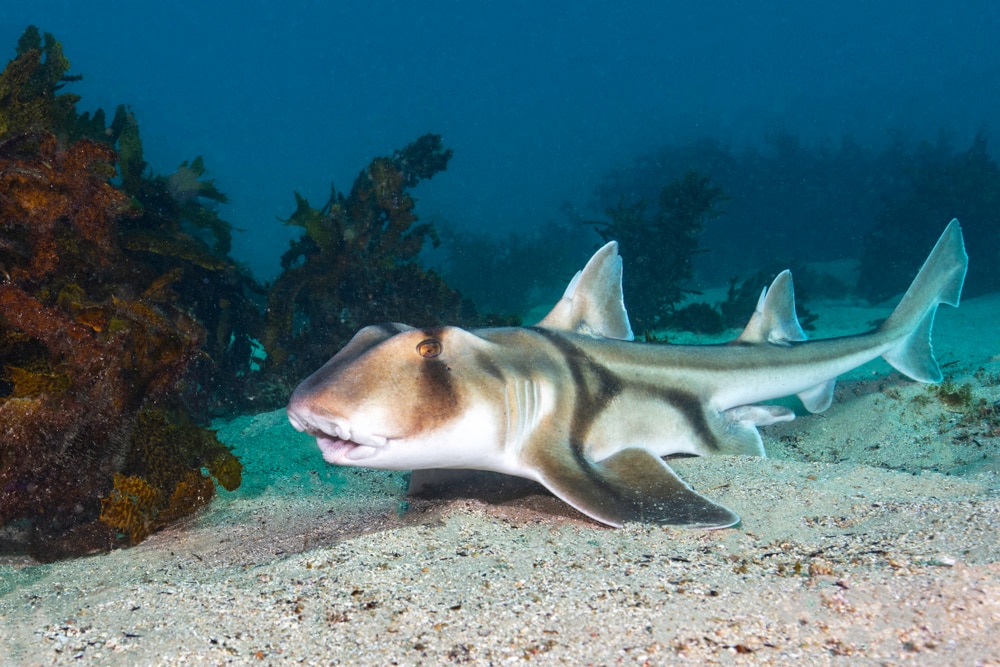 image of a port jackson shark swimming on the sea floor