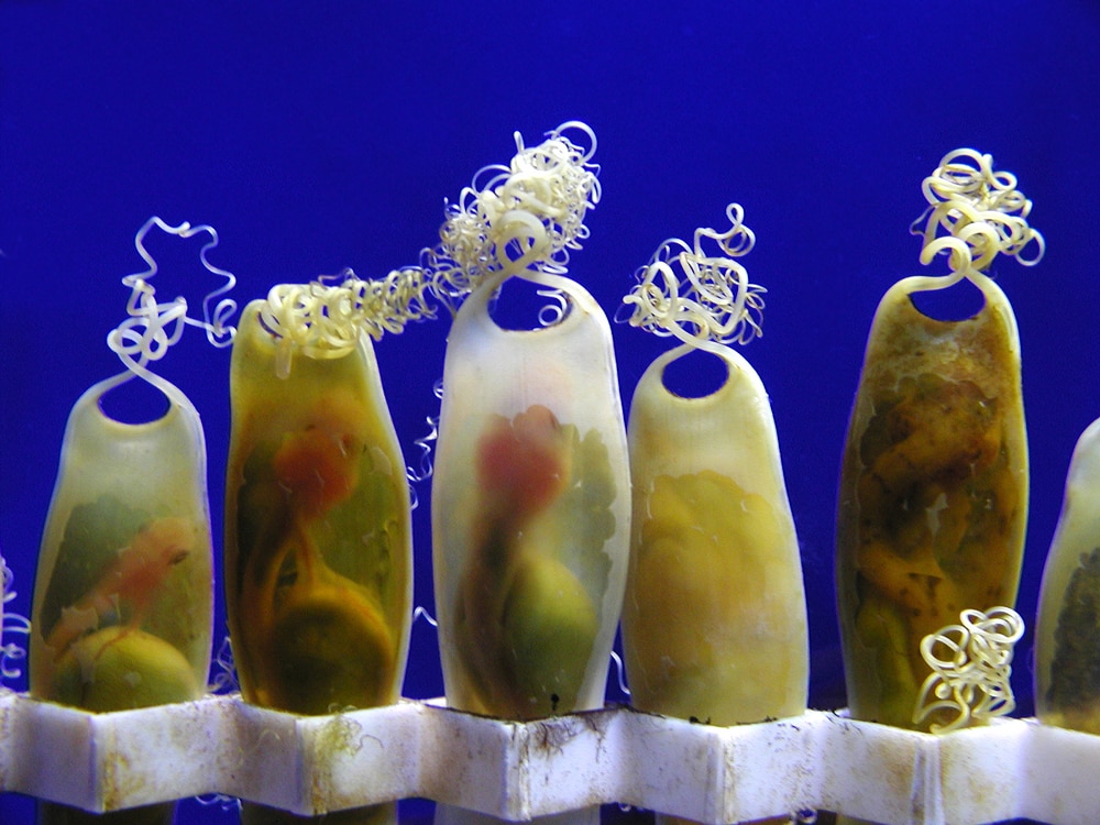 Shark embryos lining up