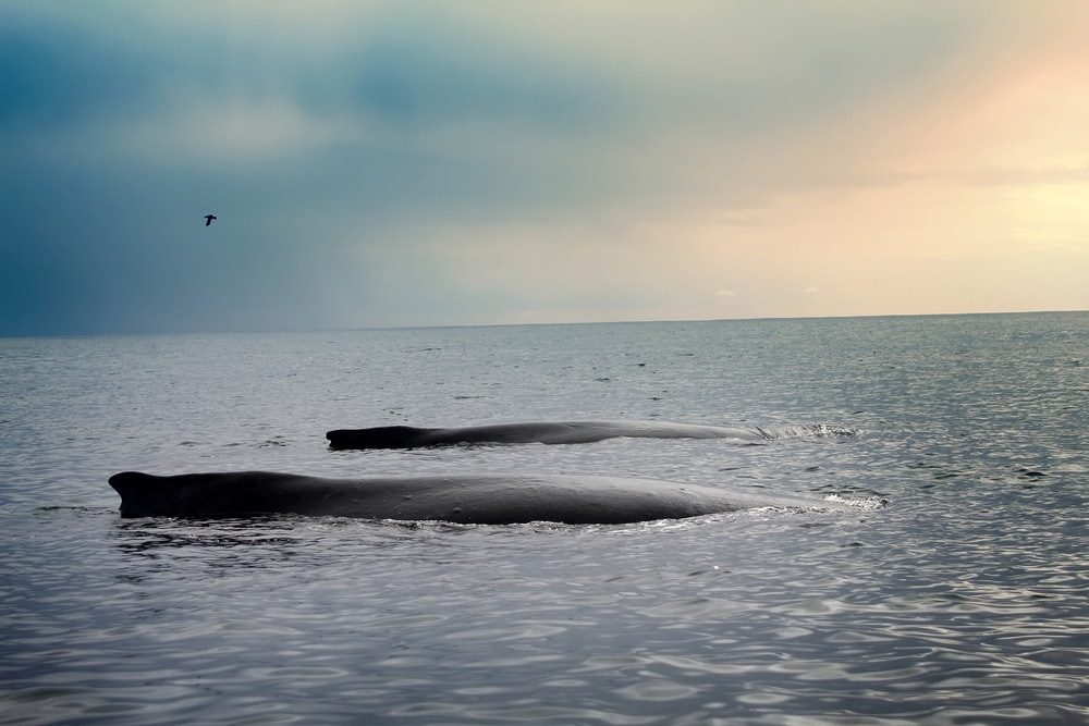 2 sleeping humpback whales in the Bering sea