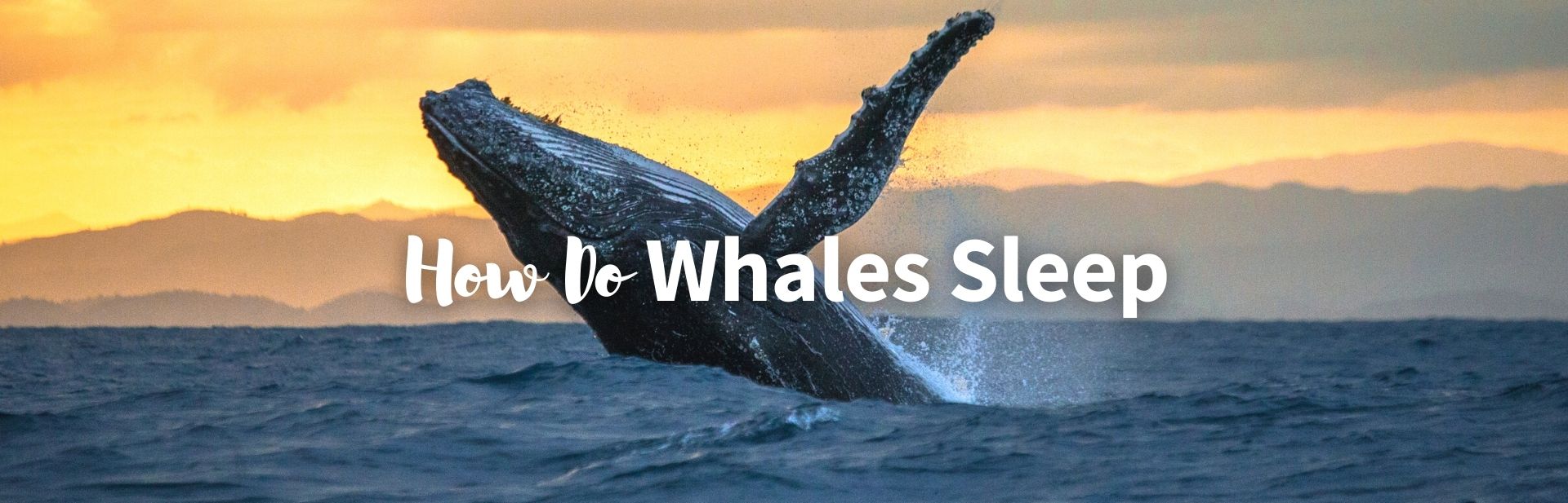 how do whales sleep featured photo