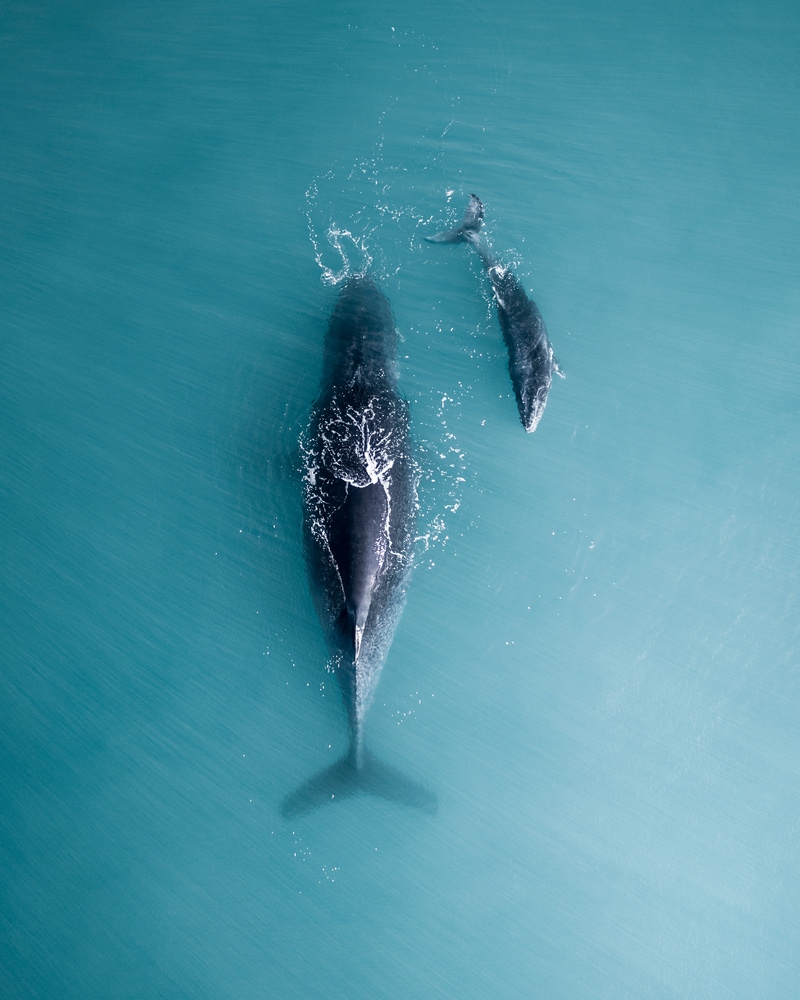 a mother and a calf humpback whales sleeping on the ocean surface showing how do whales sleep