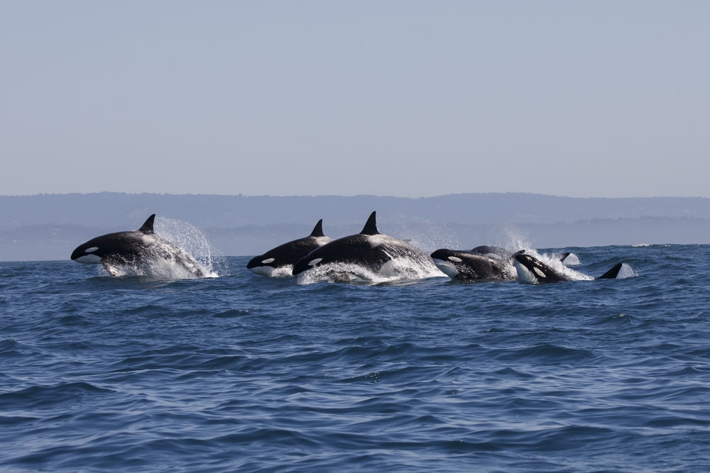 image of orcas whales pod in open water in blue ocean