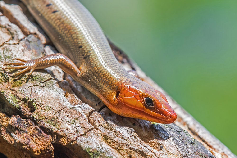 close up of a head shot of broad-headed skink on a tree