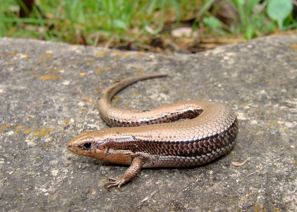 Coal Skink, Plestiodon anthracinus, on a pavement 